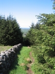 Coast to Coast - Day 1 - looking back halfway up the fell, having just reached to top of the tree line