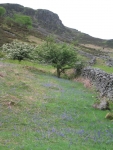 Coast to Coast - Day 2 - bluebells on the hillside after rounding Robin Hood\\\\\\\\\\\\\\\'s Chair