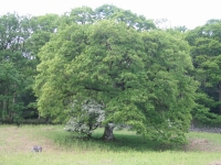 Coast to Coast - Day 2 - sheltering tree