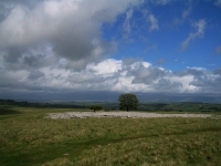 Coast to Coast - Day 6 - trees in limestone pavement