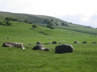 Coast to Coast - Day 7 - a stone circle augmented by sheep