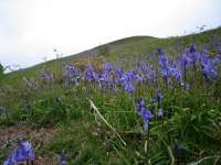 Coast to Coast - Day 9 - bluebells