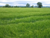 Coast to Coast - Day 11 - a field of barley