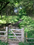 Coast to Coast - Day 12 - the flagstone path up through the wood led to the moors