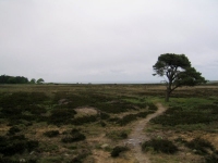 Coast to Coast - Day 15 - the last bit of moorland to cross on the North York Moors