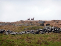 Two deer on Bodmin Moor