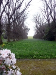 The lime tree avenue with its carpet of primroses and bluebells