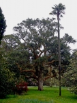 A superb specimen of a cork oak