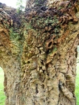 Cork oak bark