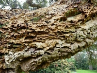 Cork oak bark