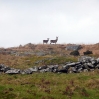 Two deer on Bodmin Moor