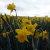 A field of daffodils in Cornwall