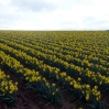 A field of daffodils in Cornwall