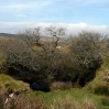 Old mine workings near Minions on Bodmin Moor