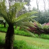 Tree ferns at Tregothnan