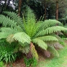 Tree ferns at Tregothnan