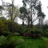 Tree ferns at Tregothnan