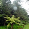 Tree ferns at Tregothnan