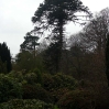 The weather was not good, but the canopy of the Monkey Puzzle looked like good shelter