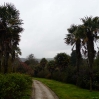 The view along an avenue of palm trees