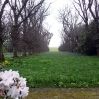 The lime tree avenue with its carpet of primroses and bluebells