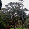 A superb specimen of a cork oak