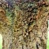 Cork oak bark