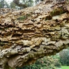 Cork oak bark