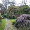 Rhododendrons, Camellias and Azaleas abounded at Tregothnan