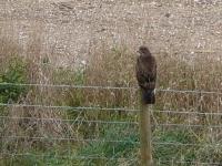 Buzzard at Maiden Castle