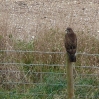 Buzzard at Maiden Castle