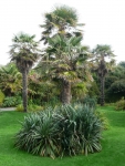 Palm Garden at Ventor Botanic Garden, IoW