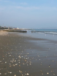 A view along the beach at Shanklin, IoW