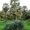 Palm Garden at Ventor Botanic Garden, IoW