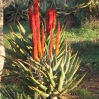 Jerusalem Botanic Garden