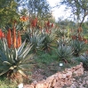 Jerusalem Botanic Garden