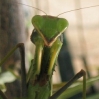 Jerusalem Botanic Garden - now that is bio control !!