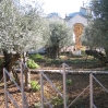 Jerusalem Old City - Garden of Gethsemane