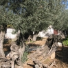 Jerusalem Old City - Garden of Gethsemane