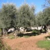 Jerusalem Old City - Garden of Gethsemane