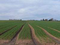 A field of seedling onions