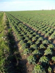 A field of kale