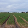 A field of seedling onions