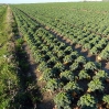 A field of kale