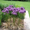 Ness Botanic Garden, June 2004 - Allium \'Globemaster\'