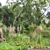 Ness Botanic Garden, June 2004