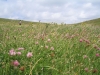 Wild flowers on the chalk downland of Seven Sisters