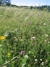 Wild flowers on chalk downland just east of Eastborne