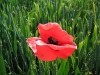 Yorkshire Sculpture Park, June 2007. Poppy in field of wheat