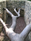 Yorkshire Sculpture Park, June 2007. Hanging Trees by Andy Goldsworthy